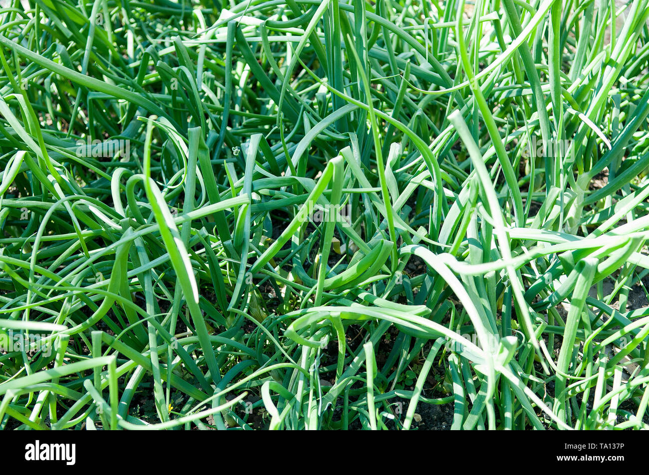 Know your onions hi-res stock photography and images - Alamy