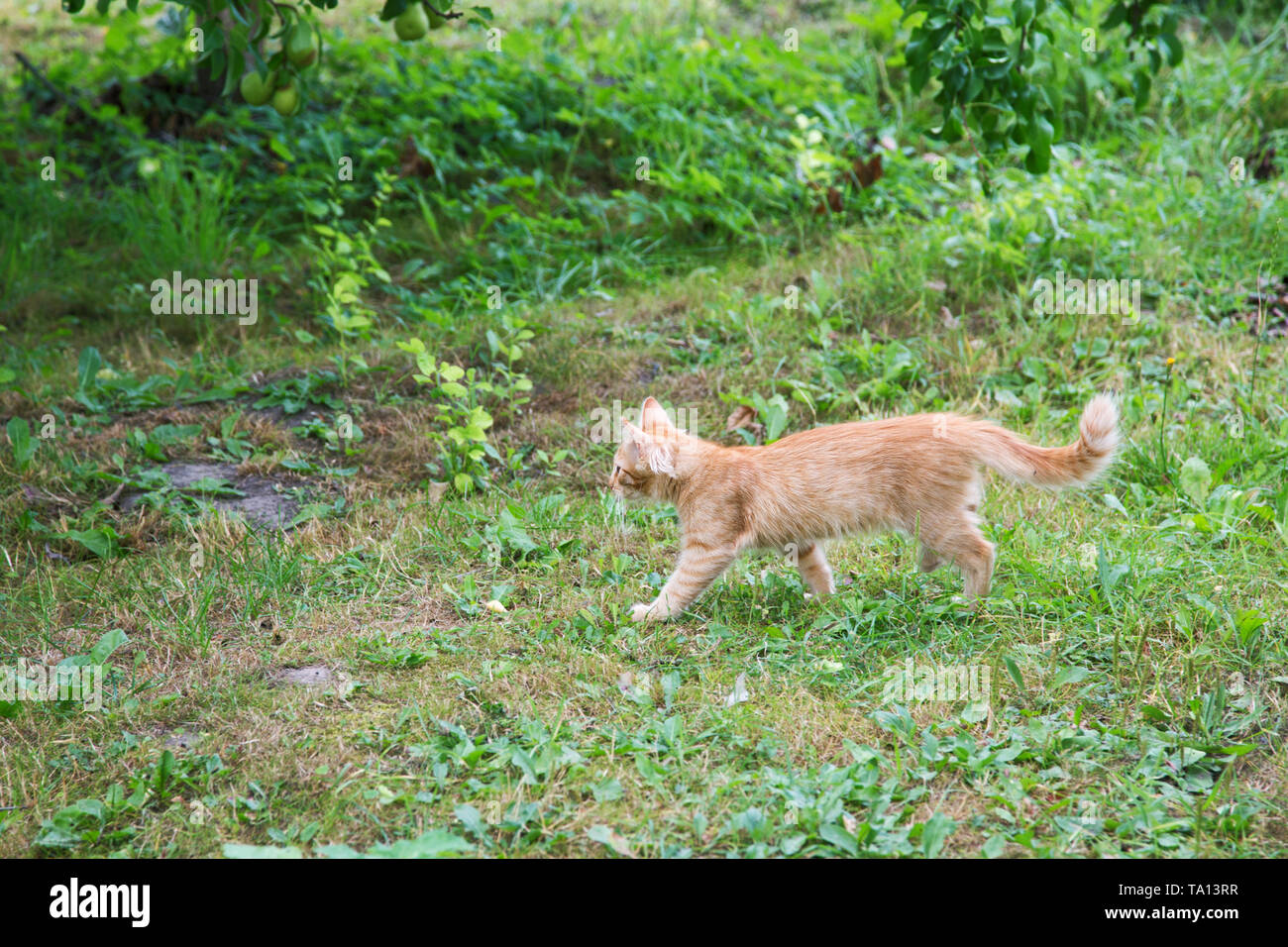 red kitten hunting in the garden on a summer day Stock Photo