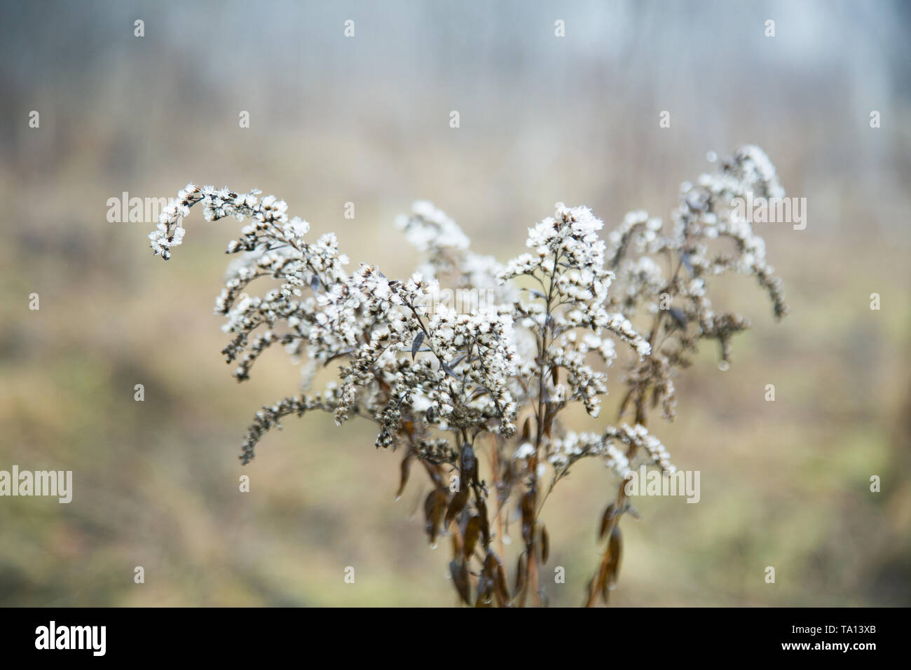autumn plant in the fog with a small depth of field Stock Photo