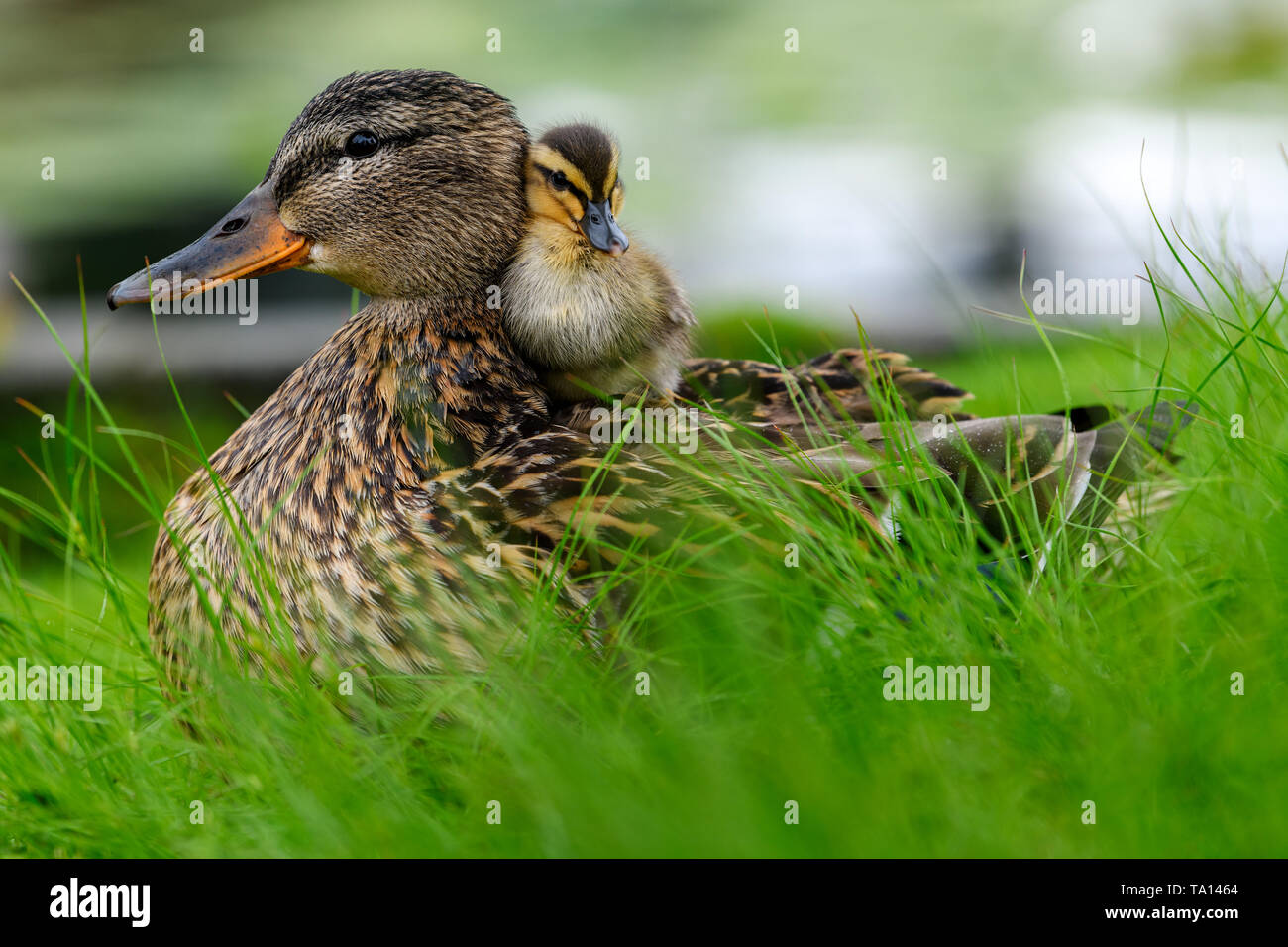 Duckling Back To Mommy