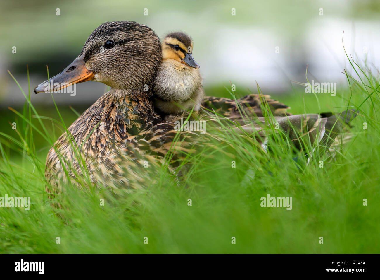 Son duck hires stock photography and images Alamy