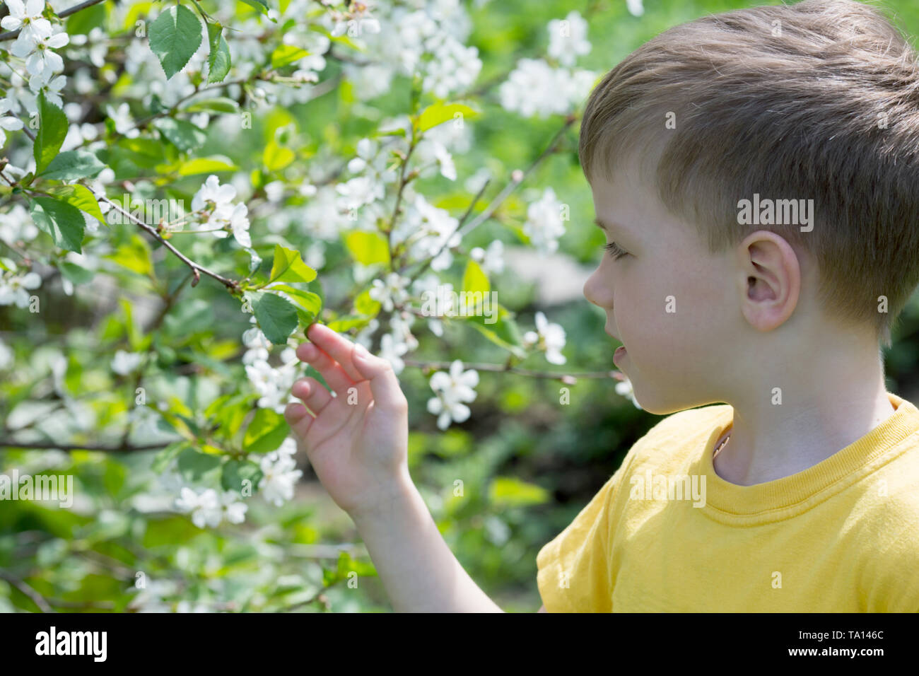 boy at cherry blossoms on a spring day Stock Photo
