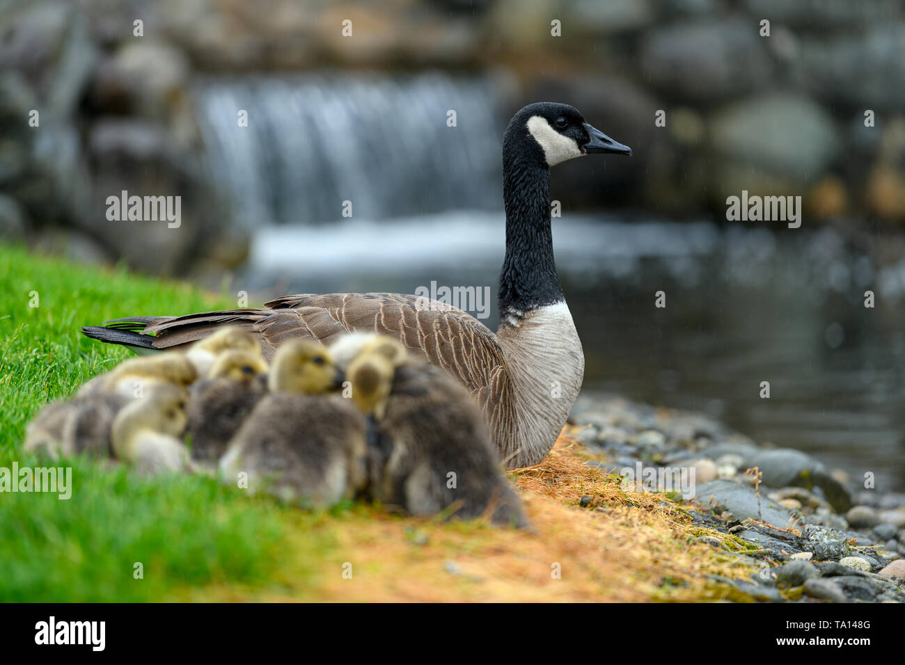 An adult Canada goose mama (Branta canadensis) taking care of her goslings  in a city park while light rain falling onto the geese. The falling rain is  Stock Photo - Alamy