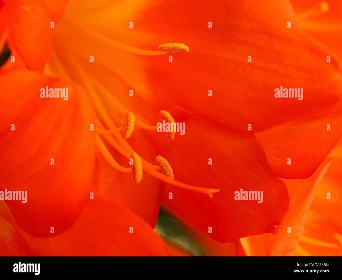 Macro photograph of the pollen covered anthers and stamens of a beautiful orange lily Stock Photo