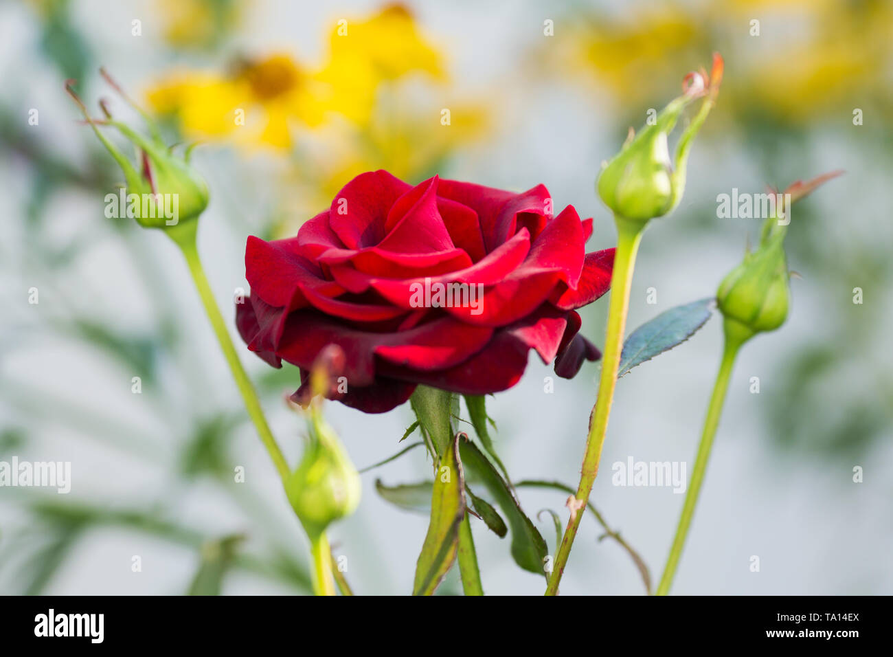 rose flower with buds closeup summer garden Stock Photo