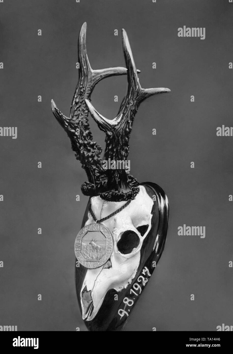 An antler of a roebuck placed on an trophy board. On the skull is a medal of the Allgemeiner Deutscher Jagdschutzverein (German Hunting Association), awarded at the hunting exhibition during the Green Week on the Kaiserdamm in Berlin. Stock Photo