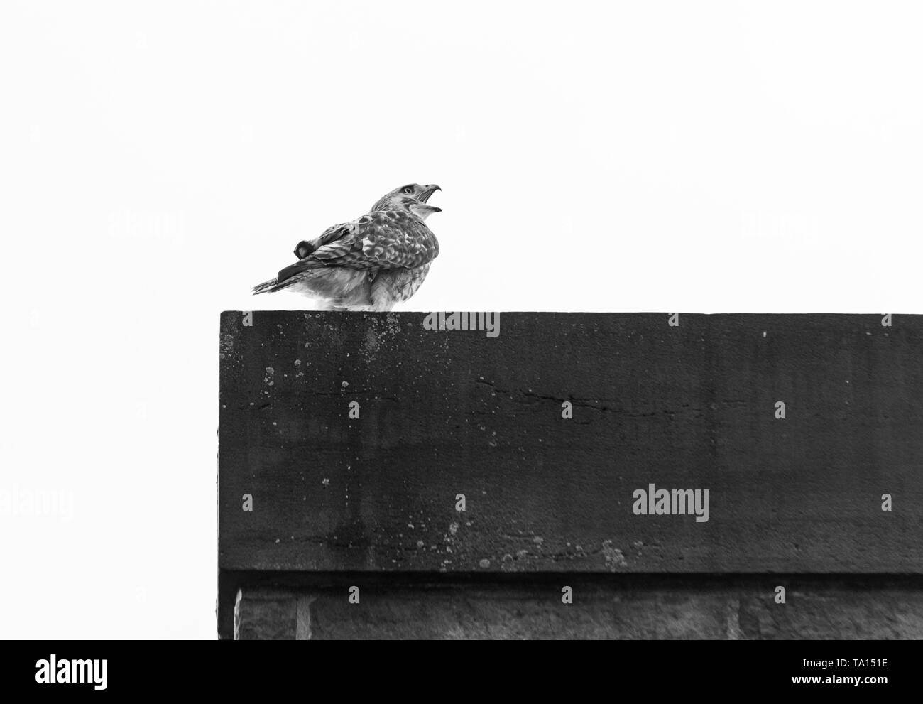 Juvenile red-tailed hawk on top of concrete block Stock Photo