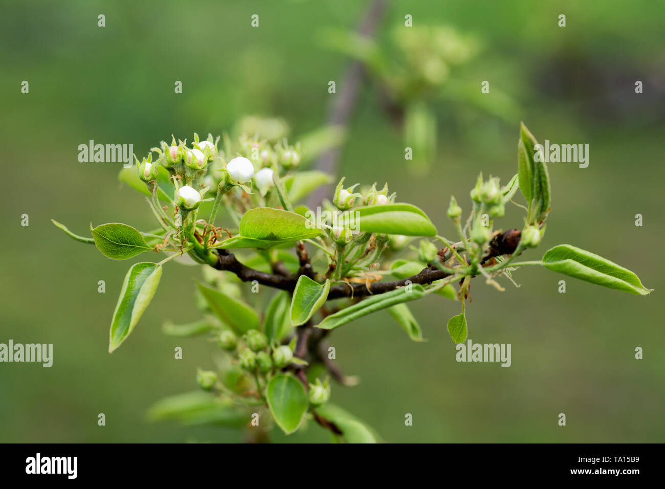 leaves and buds of pear flowers on a spring afternoon Stock Photo