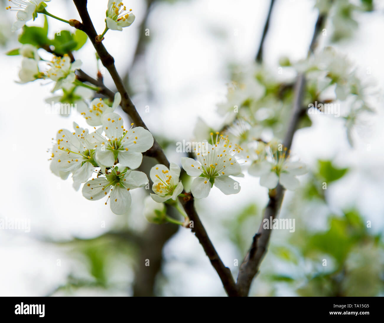 plum flowers on a spring afternoon against the sky Stock Photo