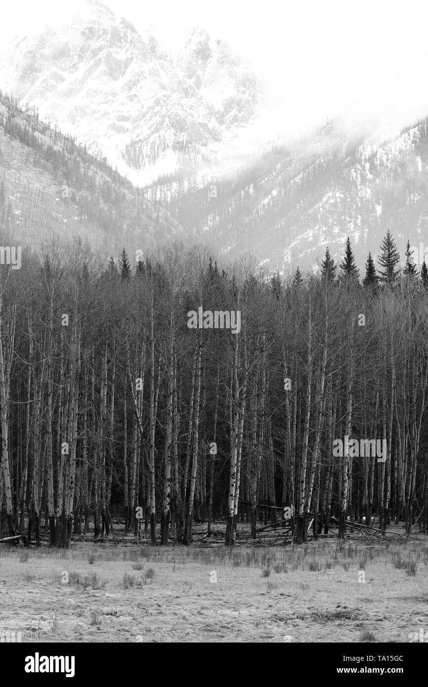 Snow on trees in Banff winter Stock Photo