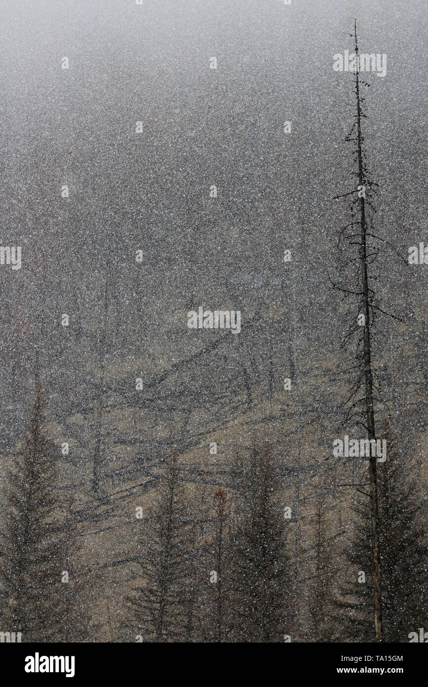 Snow on trees in Banff winter Stock Photo