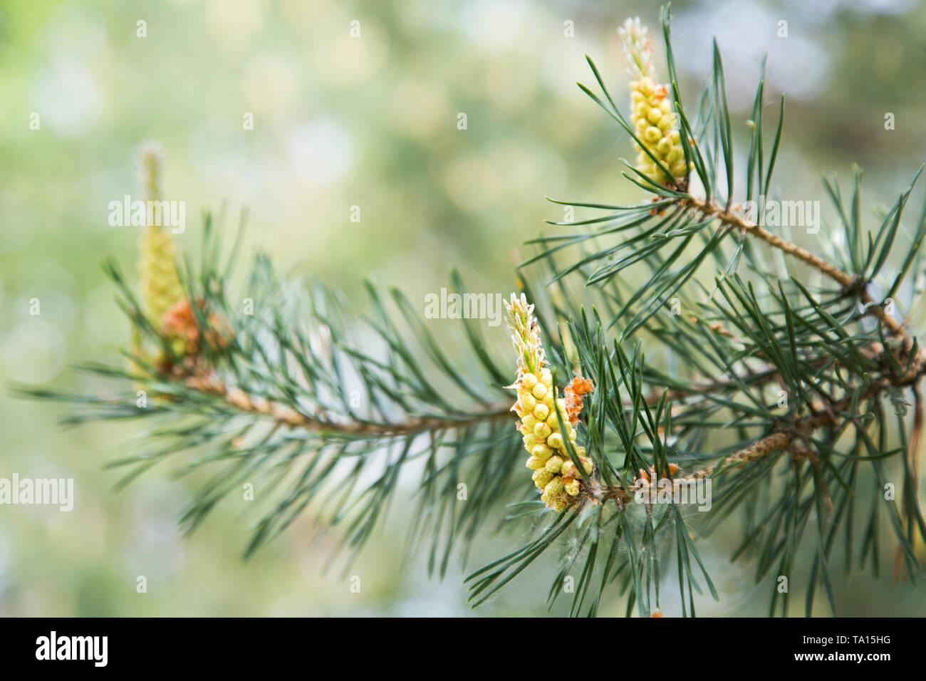 young pine cones on a tree in the spring afternoon Stock Photo