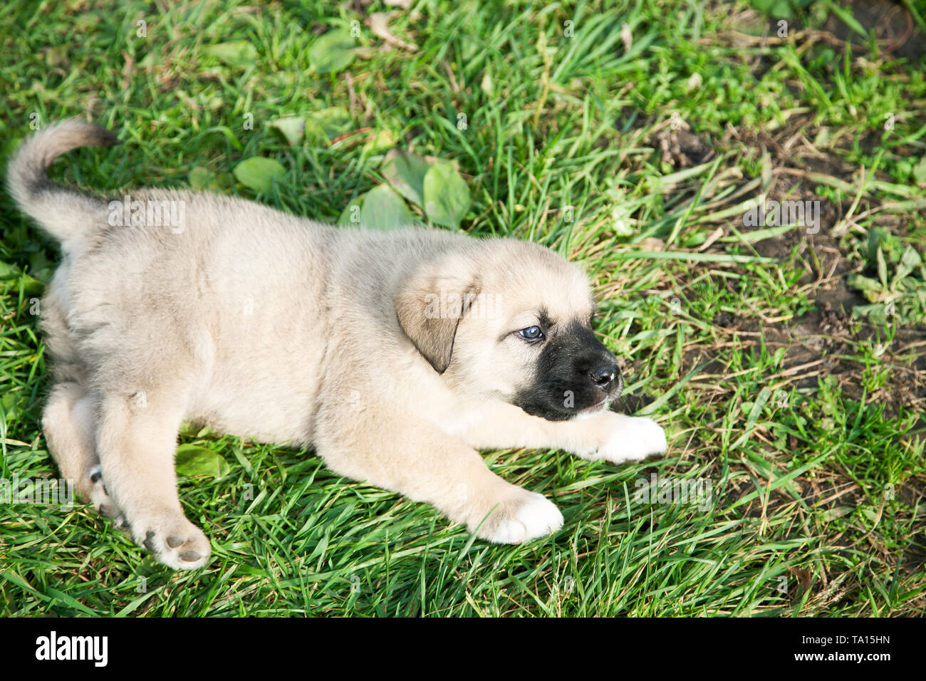 Puppy of the Spanish mastiff on a green grass Stock Photo