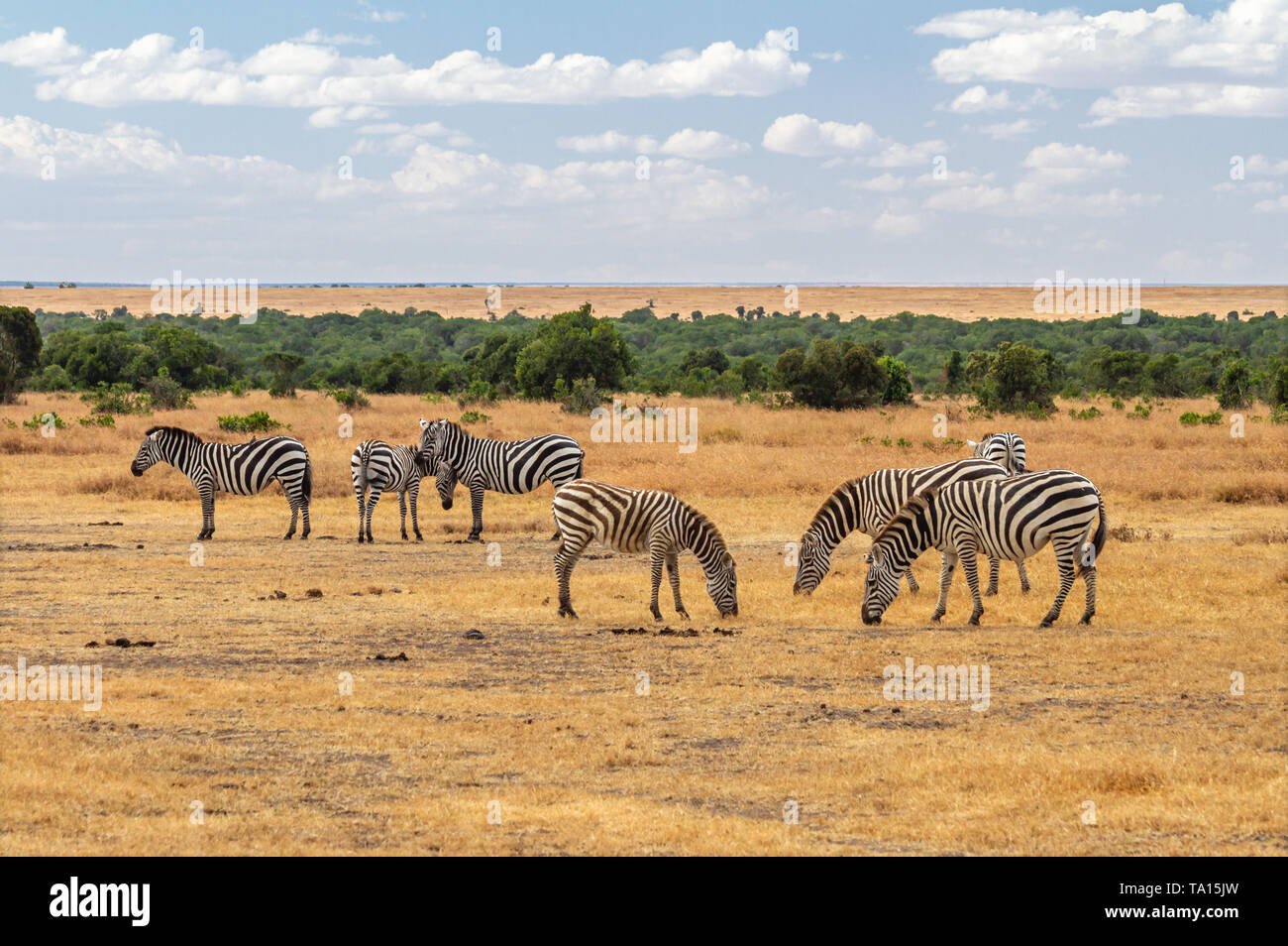 Plains Zebra herd Equus quagga grazing dry yellow savannah with blue sky Ol Pejeta Conservancy Kenya East Africa Stock Photo