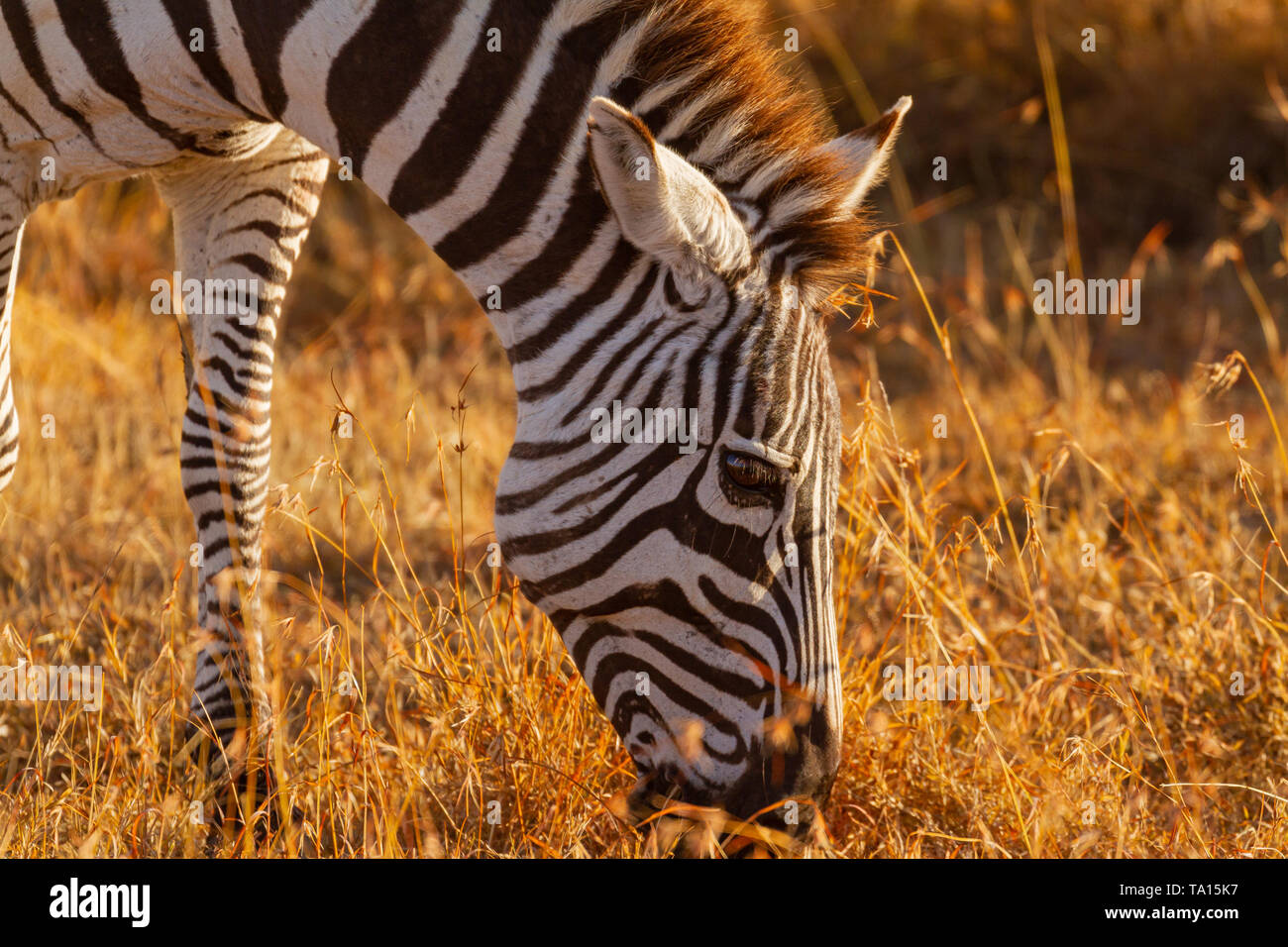 Close up profile Zebra, Equus quagga, grazing golden grass Ol Pejeta Conservancy Kenya East Africa. Gold grass sunlight Stock Photo