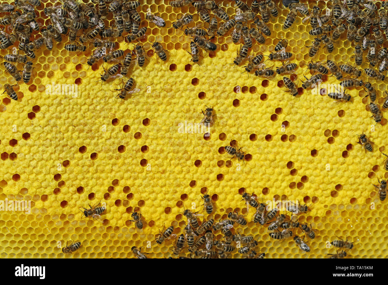 Bees on honeycomb with brood cells background Stock Photo