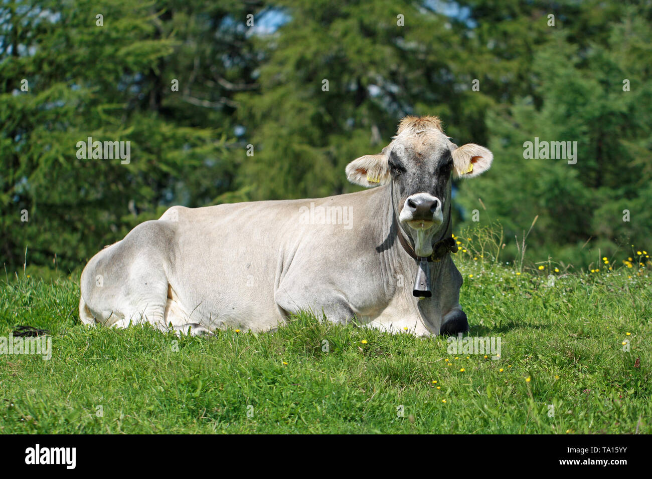 Holstein cow lying hi-res stock photography and images - Alamy