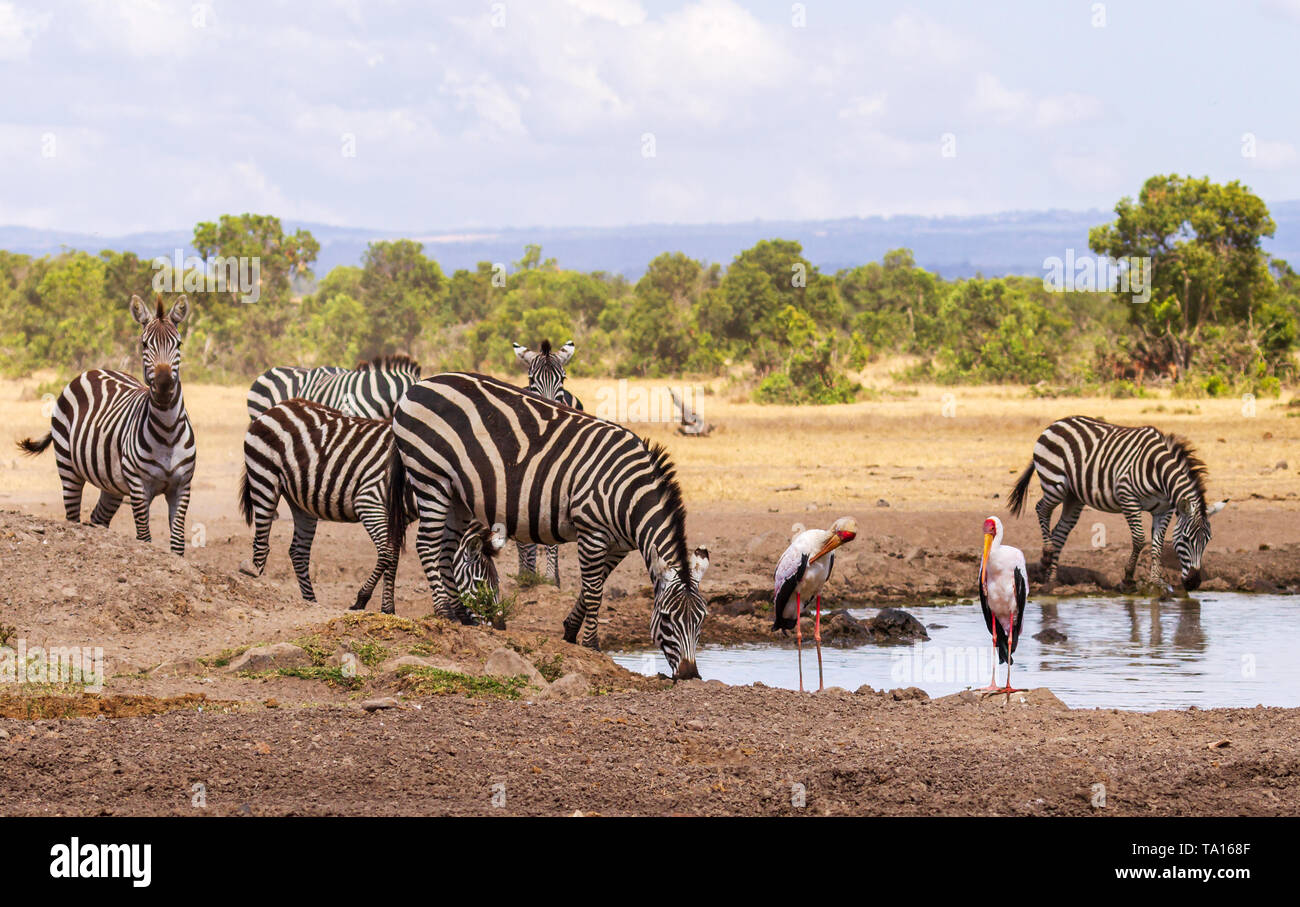 Plains Zebra Equus quagga drinking water at waterhole with yellow billed storks Ol Pejeta Conservancy Kenya East Africa Stock Photo