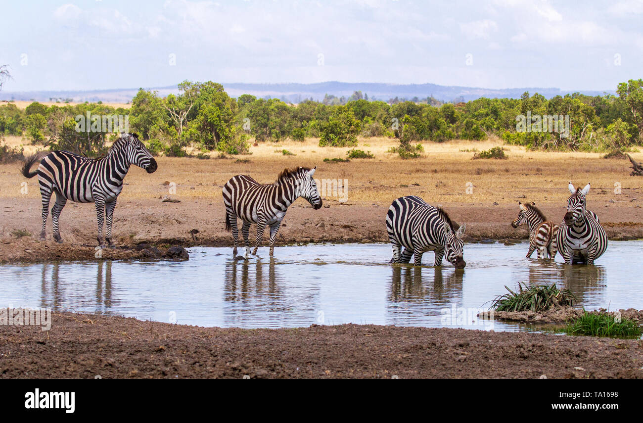 Common zebras, Equus quagga, drink water at waterhole. Ol Pejeta Conservancy Kenya Africa. Five with young foal Stock Photo