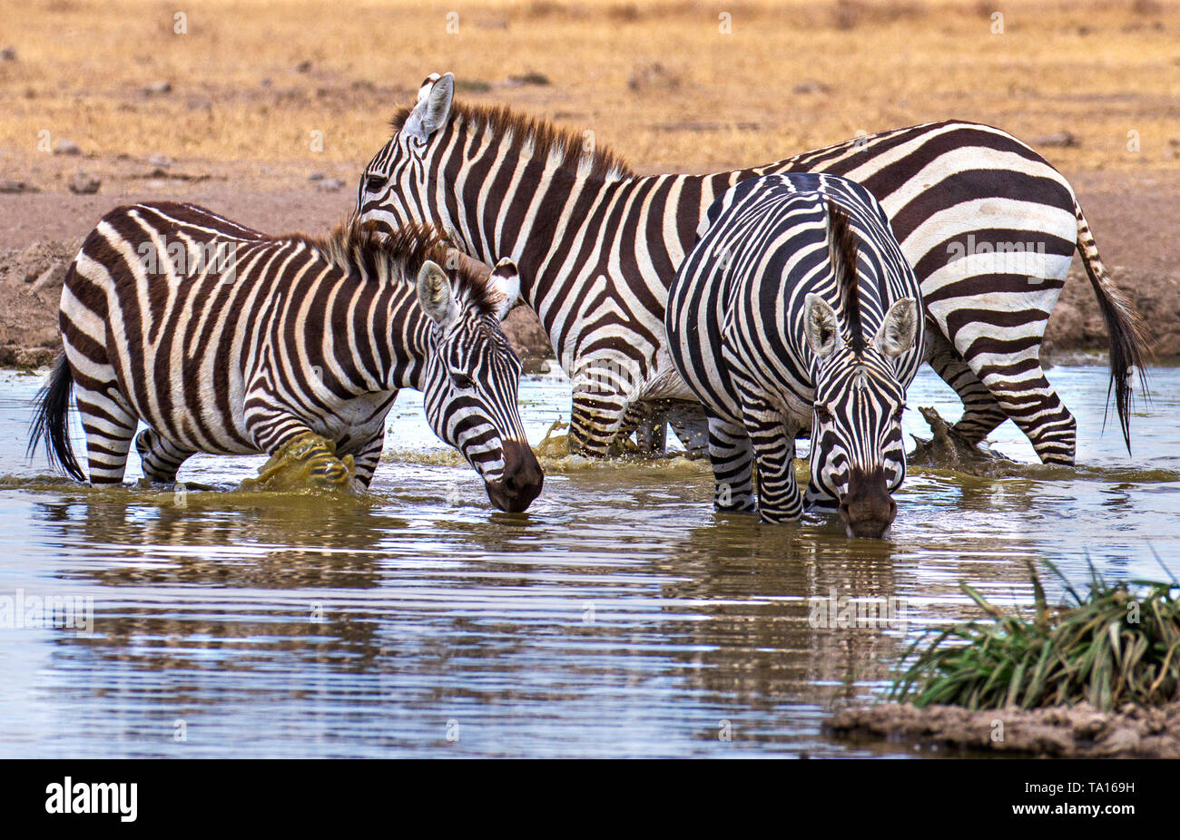 Plains Zebra, Equus quagga, three drinking water at waterhole Ol Pejeta Conservancy Kenya East Africa. Serena Sweetwaters drinking buddies movement Stock Photo