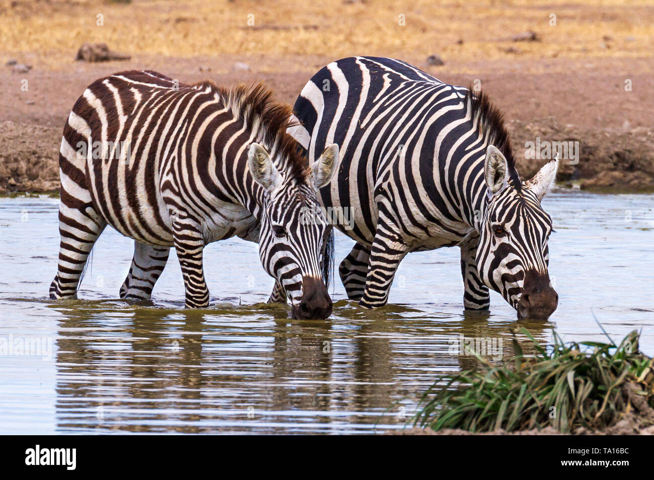Two Plains Zebra, Equus quagga, drinking water at waterhole Ol Pejeta Conservancy Kenya East Africa. Serena Sweetwaters drinking buddies Stock Photo