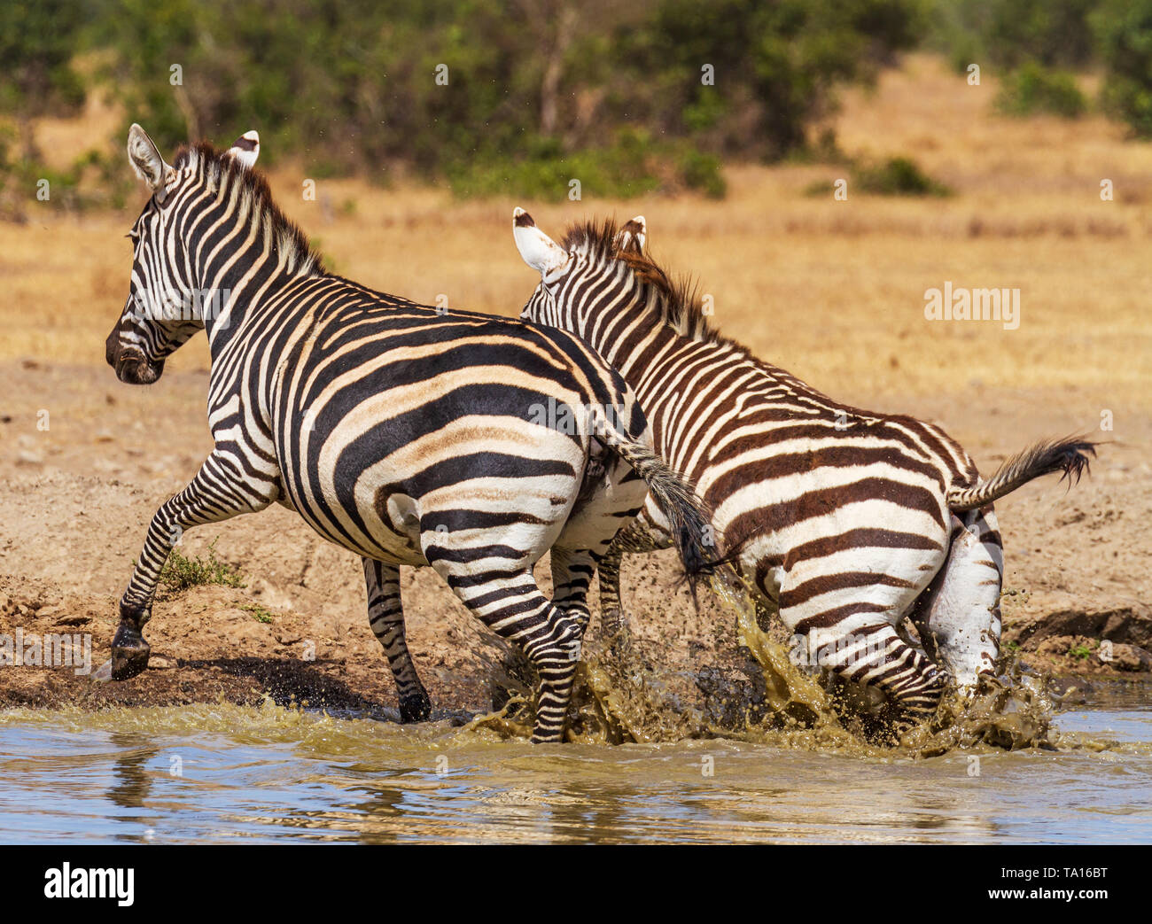 Common zebra, Equus quagga, quickly moving from waterhole, water splashing, Ol Pejeta Conservancy Kenya East Africa. Action movement Stock Photo