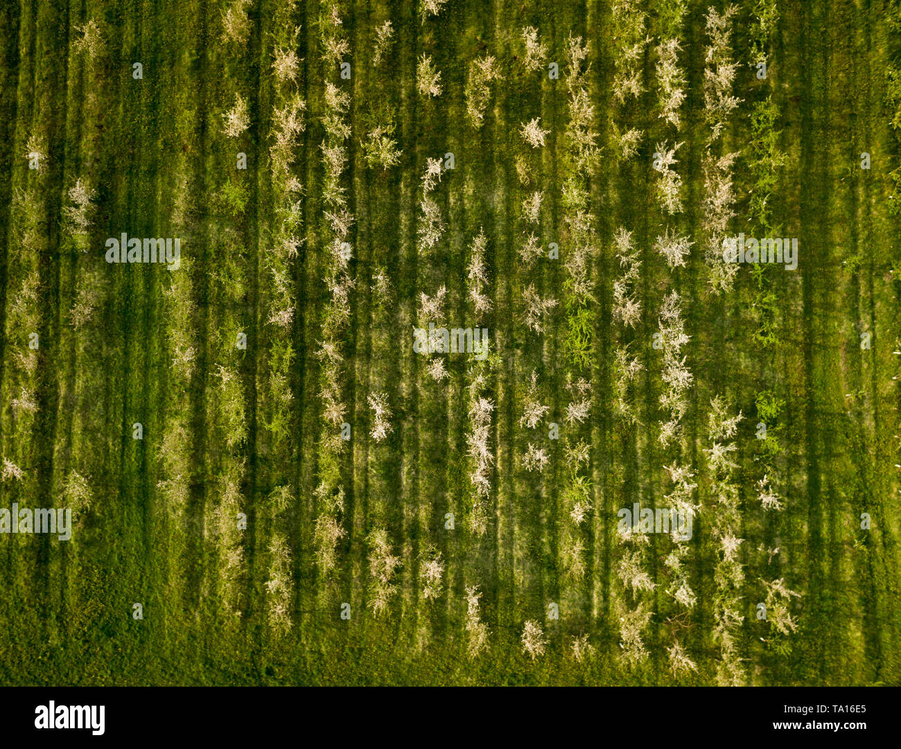 Nature landscape blooming apple orchard. Photo from a height in spring Stock Photo