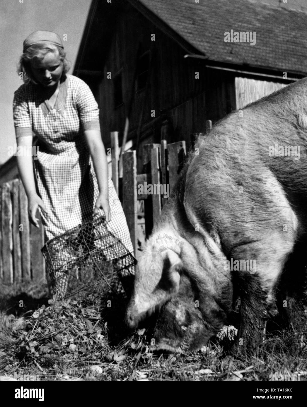 Member of the BDM from Graz feeds a boar during her service in an Upper Bavarian Landjahr camp on the Ammersee. Stock Photo