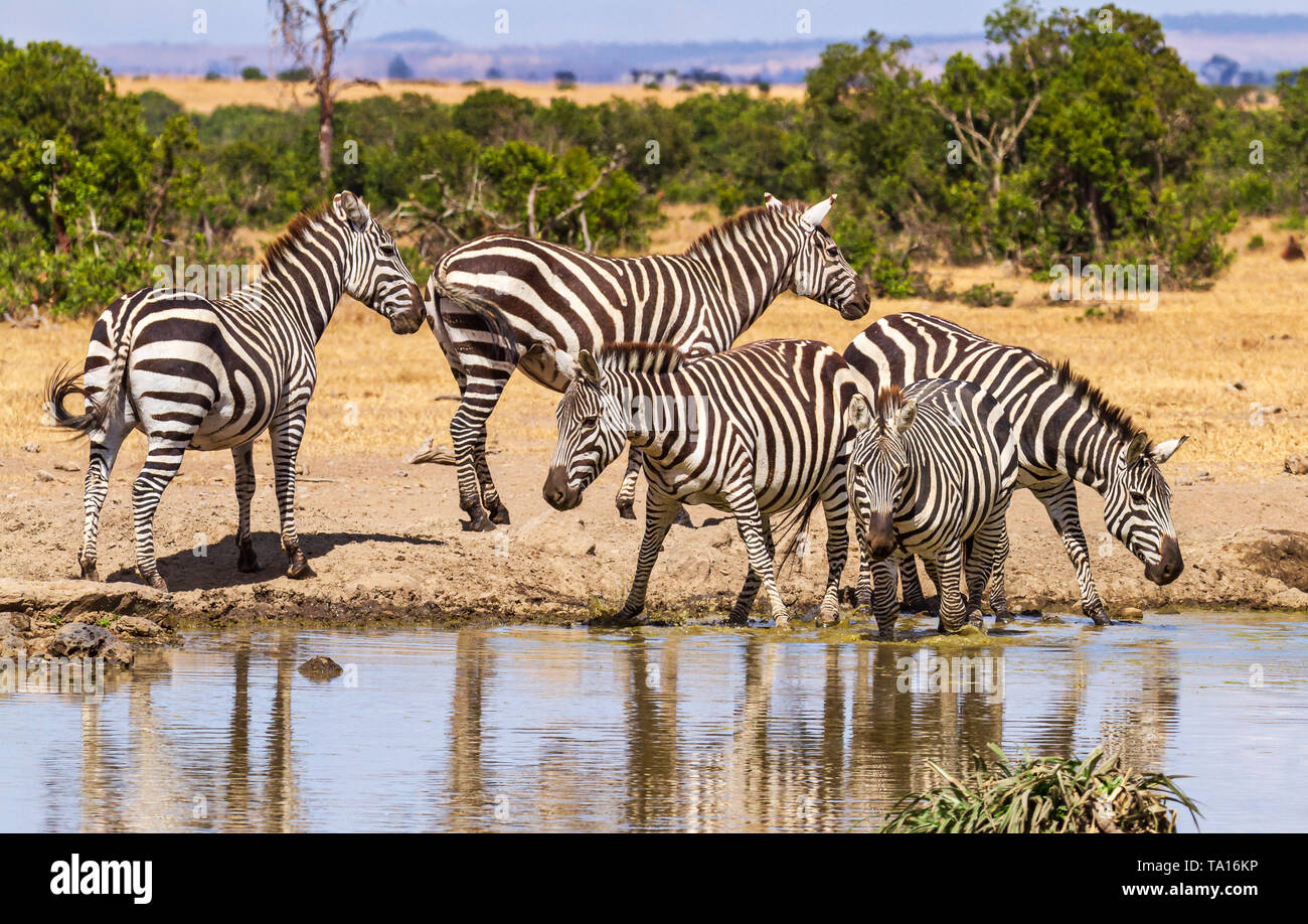 Plains Zebra, five, Equus quagga, drink water at waterhole, black and white stripe pattern. Ol Pejeta Conservancy, Kenya, Africa. Reflection in water Stock Photo