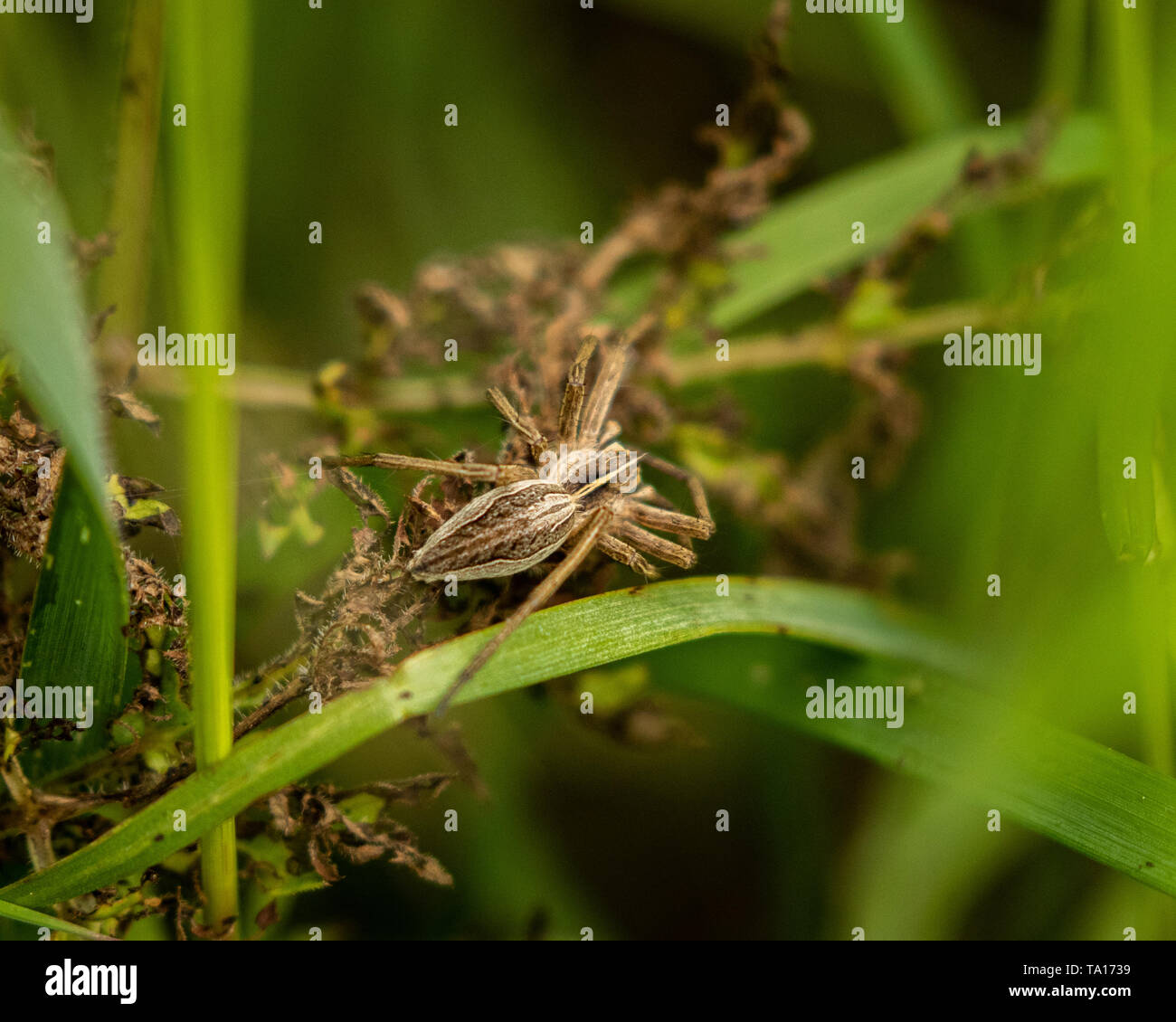 Buzzing Spider hiding in the long grass near Bells Mill, West Midlands, UK. Stock Photo