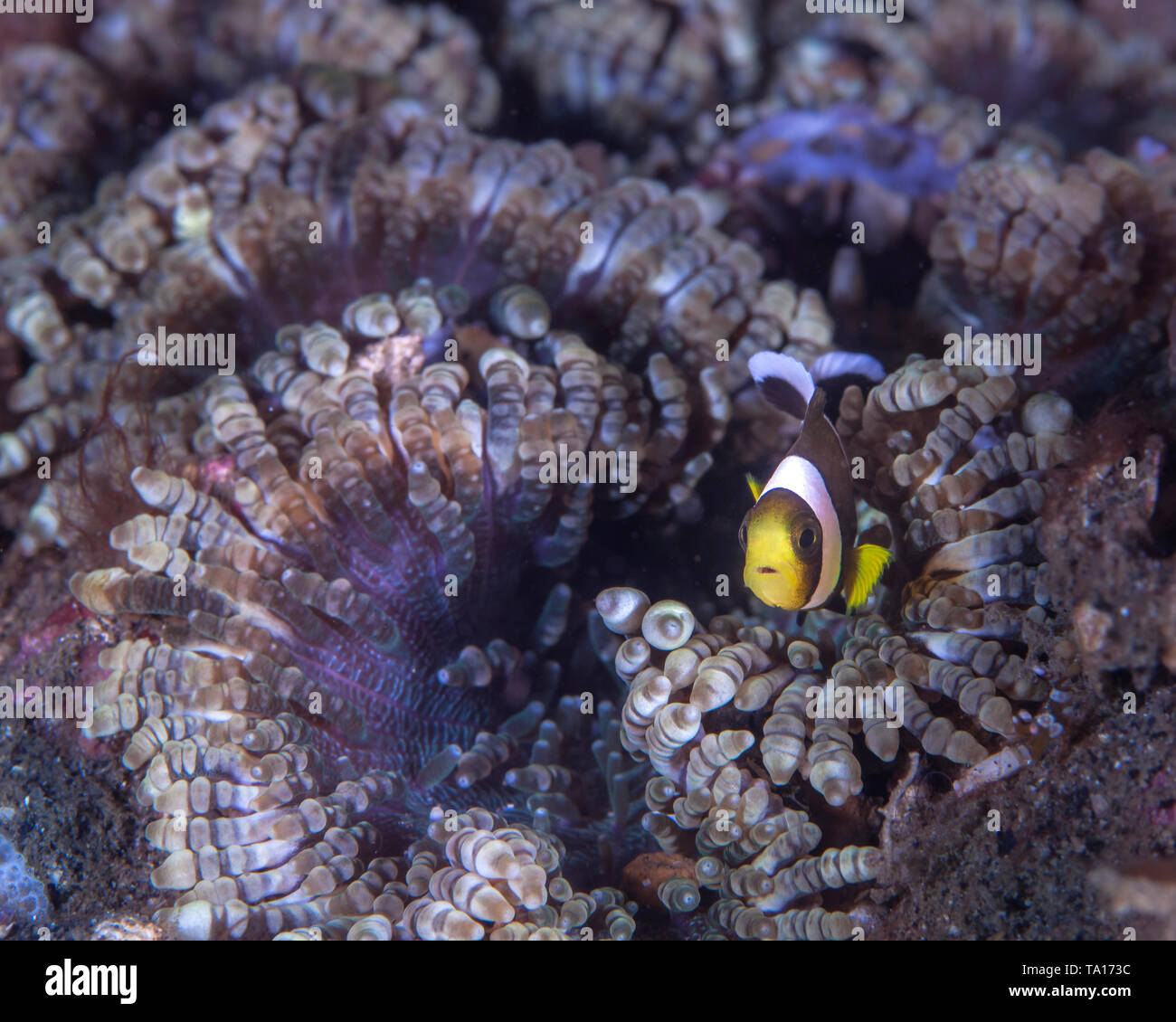 Juvenile clownfish peers from colorful beaded tentacle anemone (Heteractis aurora) Lembeh Straits, Indonesia. Stock Photo