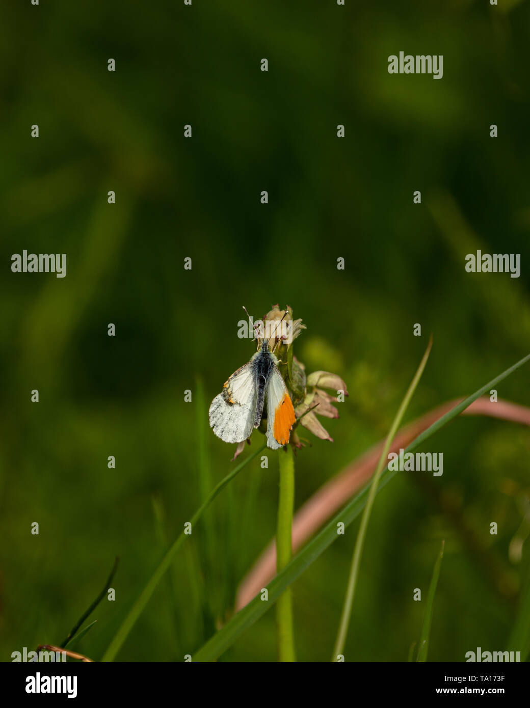 A roughed up Orange Tip Butterfly at Bells Mill, West Midlands, UK. Stock Photo