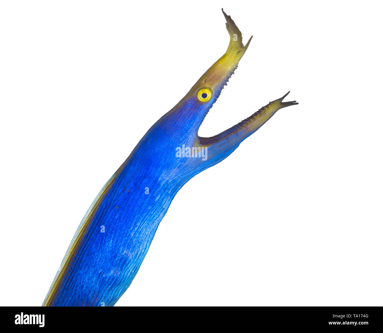 Blue ribbon eel (Rhinomuraena quaesita) lunges from its lair. Lembeh Straits, Indonesia. Stock Photo