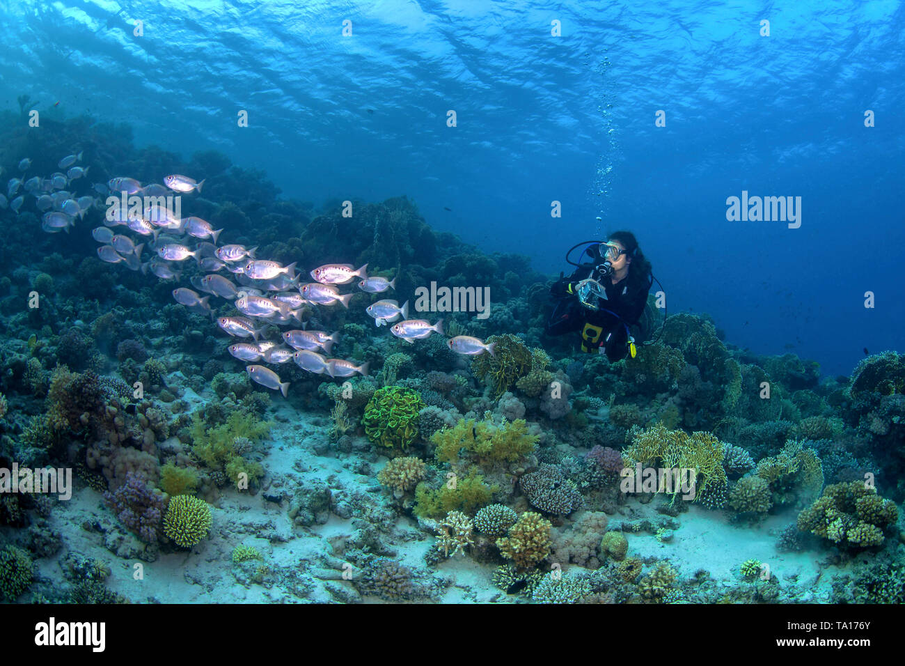 Female scuba diver photographs school of big-eyed soldierfish on a coral reef in the Northern Red Sea off the coast of Egypt. Stock Photo