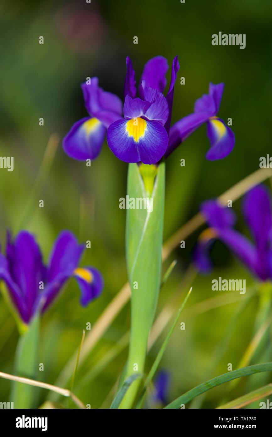 Iris Sapphire Beauty (Dutch Iris) Stock Photo