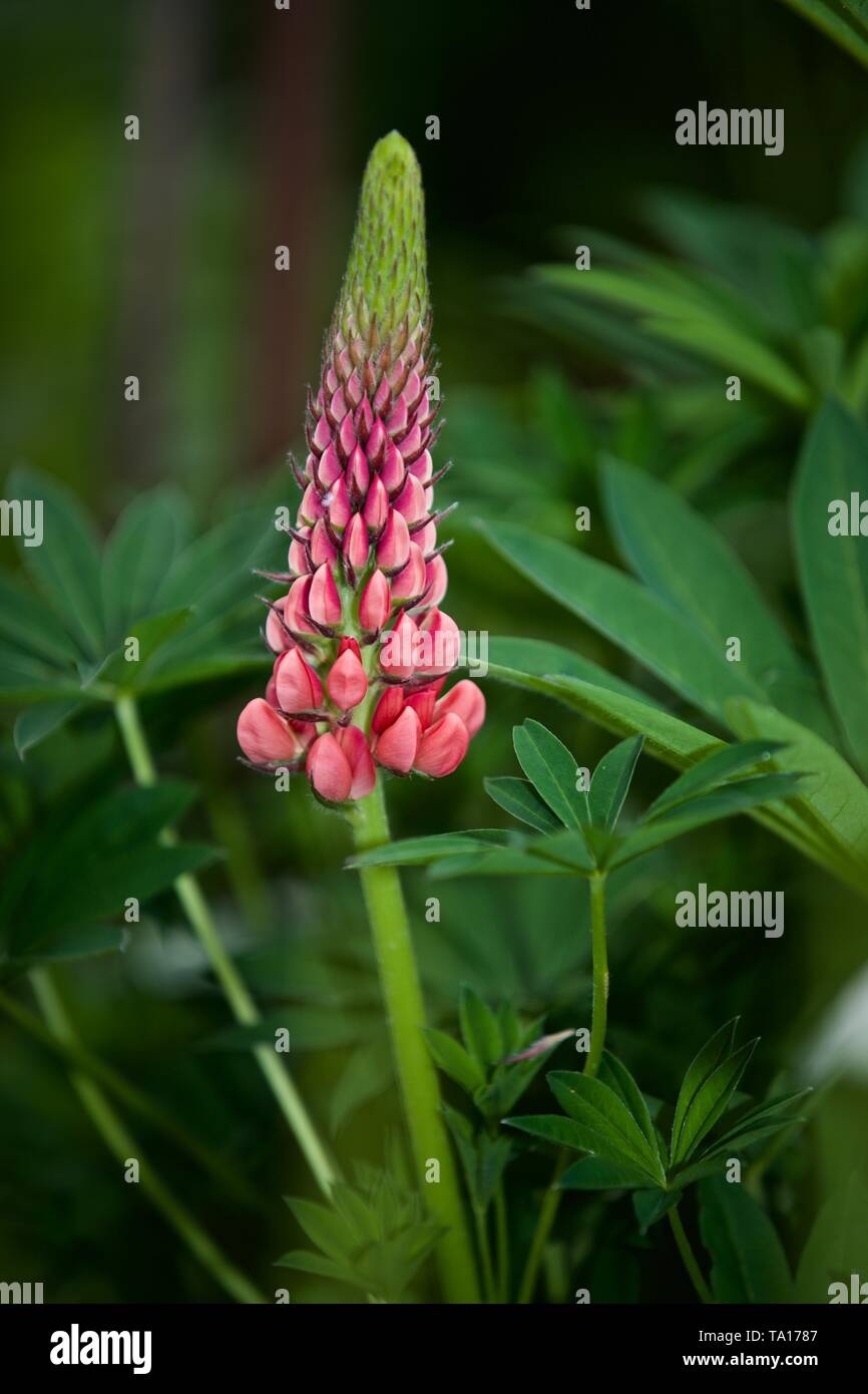 Lupinus 'Gallery Red' (Gallery Series) lupin Stock Photo