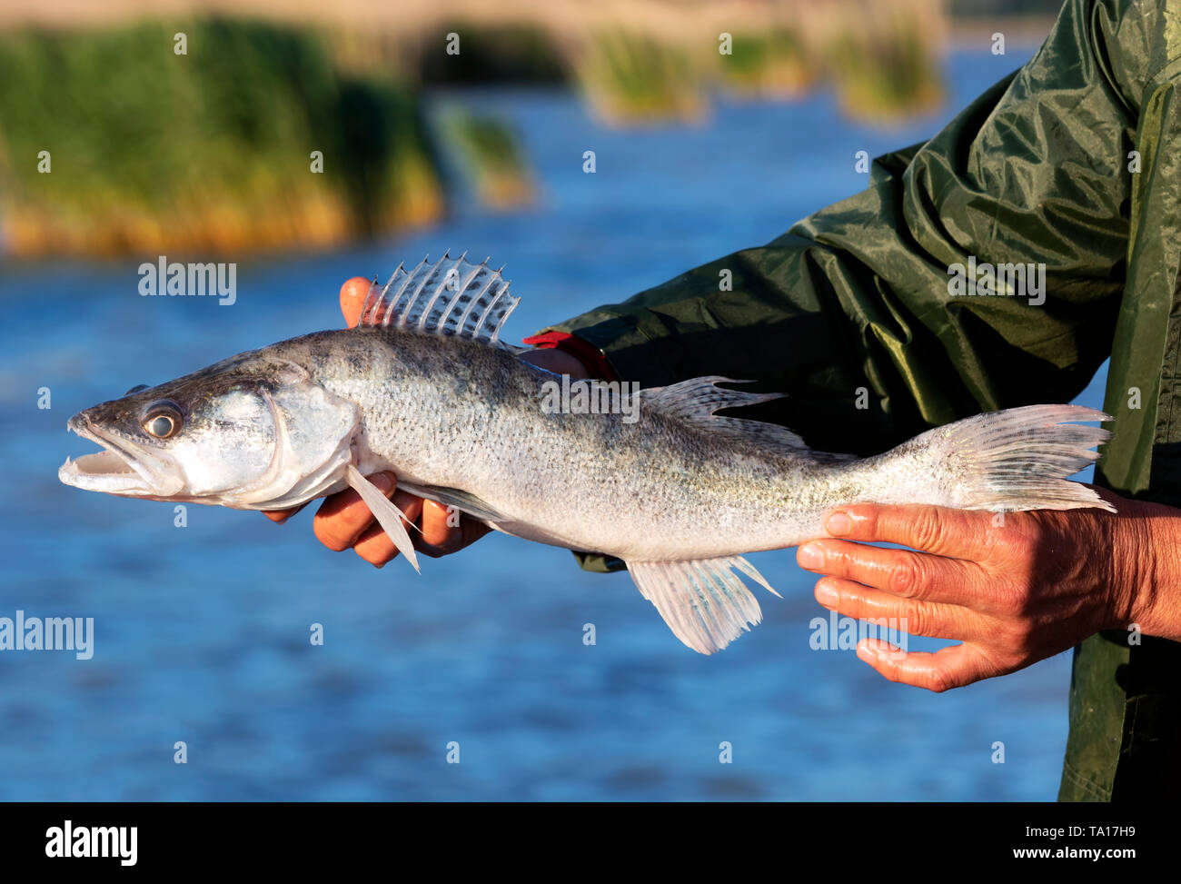 Zander (Sander lucioperca) from Lake Balaton, Hungary Stock Photo - Alamy