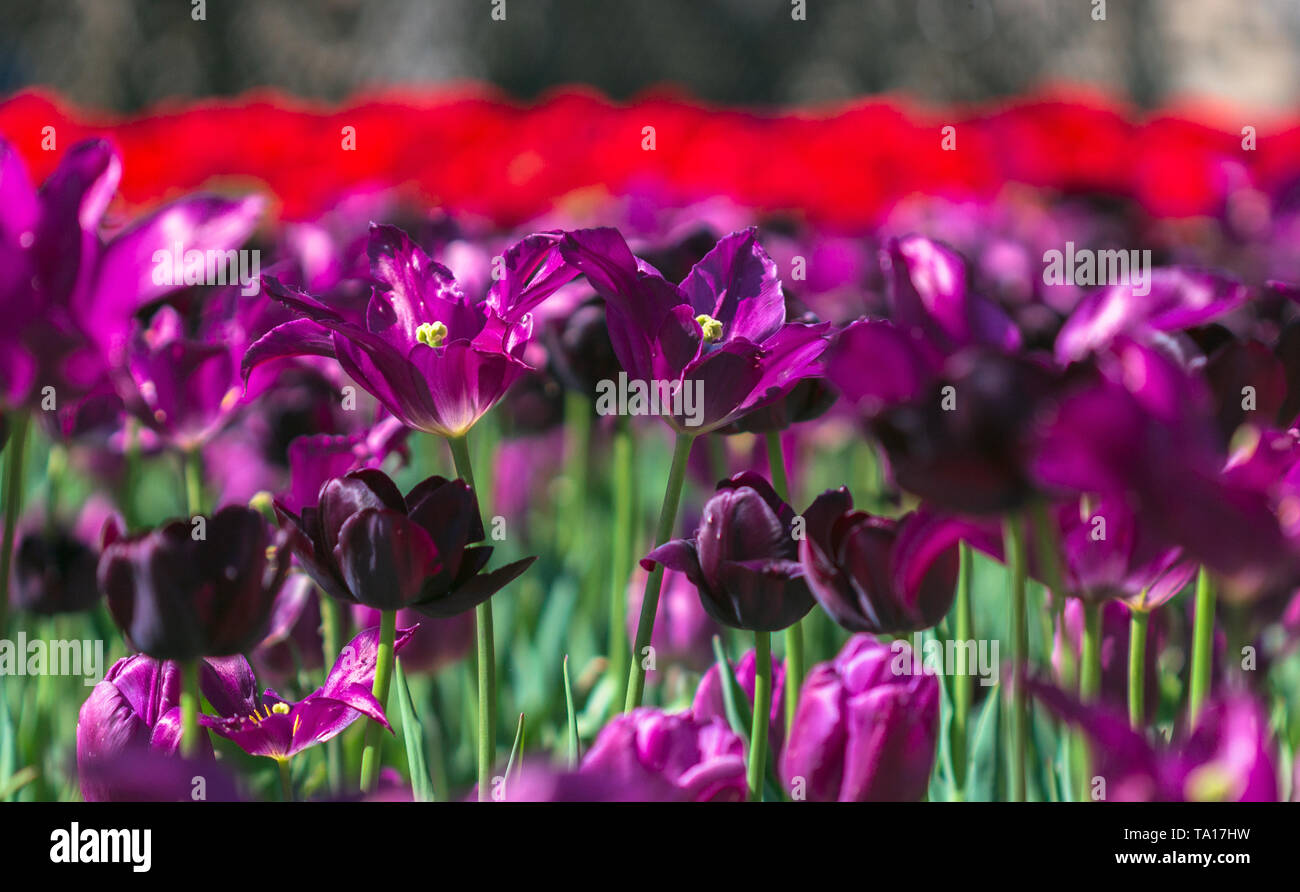 Two purple tulips (Tulipa gesneriana) stand out in a crowd. Stock Photo