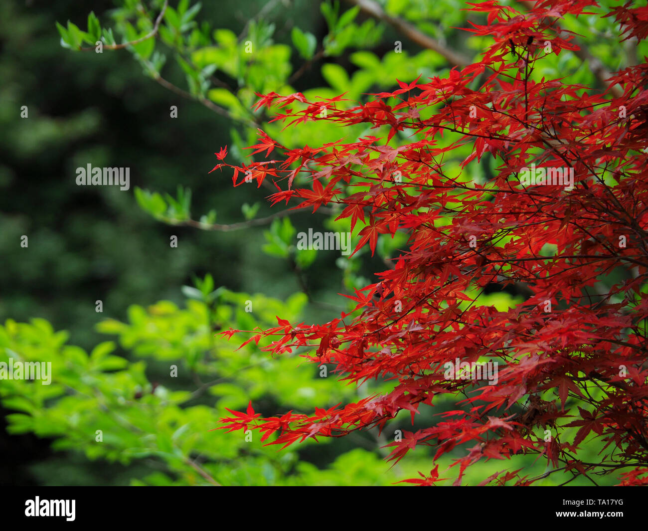 Closeup japanese maple hi-res stock photography and images - Alamy