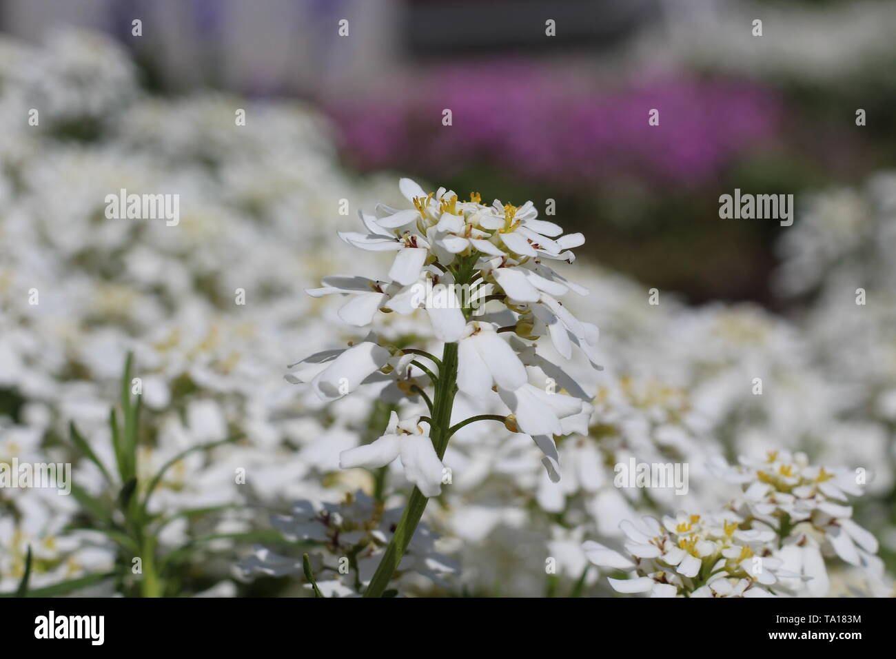 Sunny day's field of flowers Stock Photo - Alamy