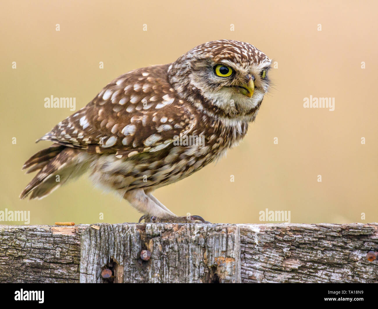 little-owl-athene-noctua-nocturnal-bird-perched-on-log-and-looking-of