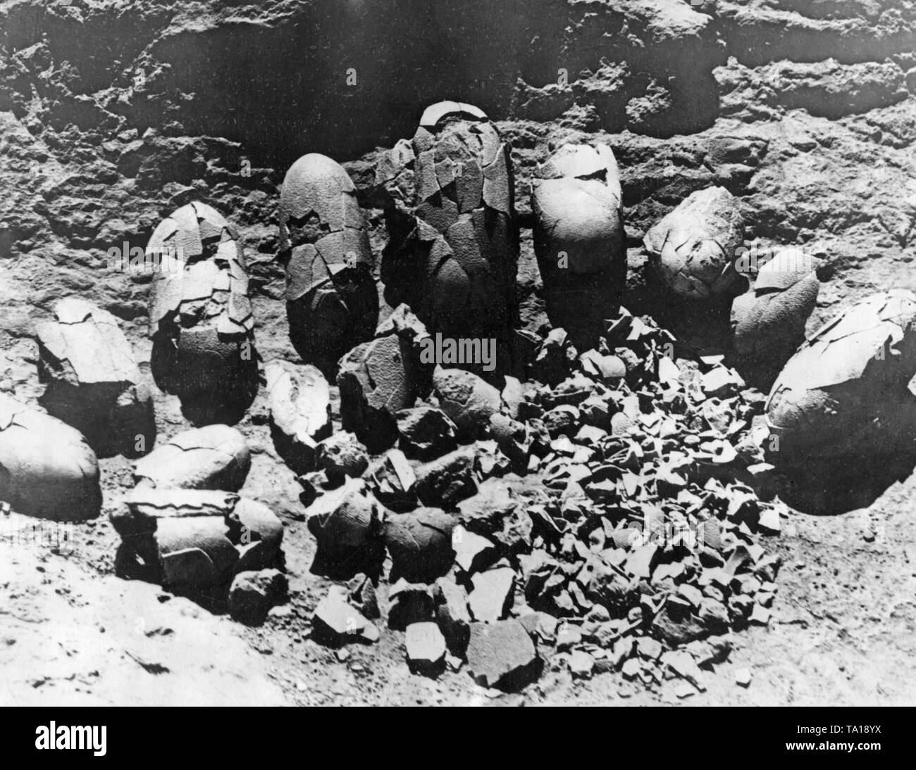 This photograph shows the content of a nest with dinosaur eggs that are 100 million years old, found in Mongolia during an expedition. These eggs were exhibited in the American Museum of Natural History in the same year. Stock Photo