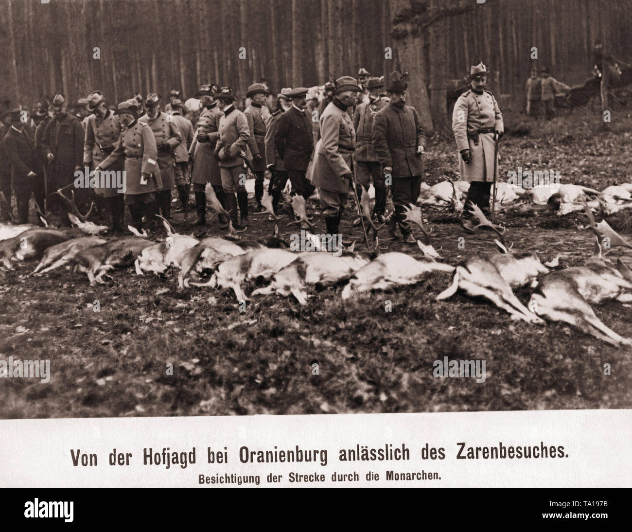 Emperor Wilhelm II (right in the hunting uniform), with his hunting guest, the Russian Tsar Nicholas II (left next to him), the killed fallow deers (27) after a court hunting (fladry) in Oranienburg, Brandenburg, Prussia. On the left with walking stick, Oberstjaegermeister ( Chief Master of Hunting) Heinrich von Heintze-Weissenrode, on the left beside Otto Fuerst zu Stolberg-Wernigerode. Stock Photo