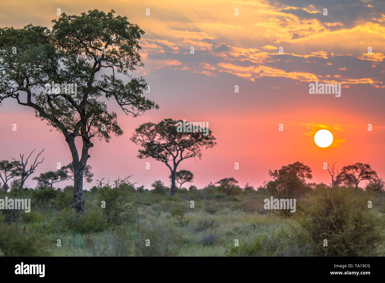 African Savanna plain overview with trees bushes and grass at sunset in Kruger national park South Africa Stock Photo