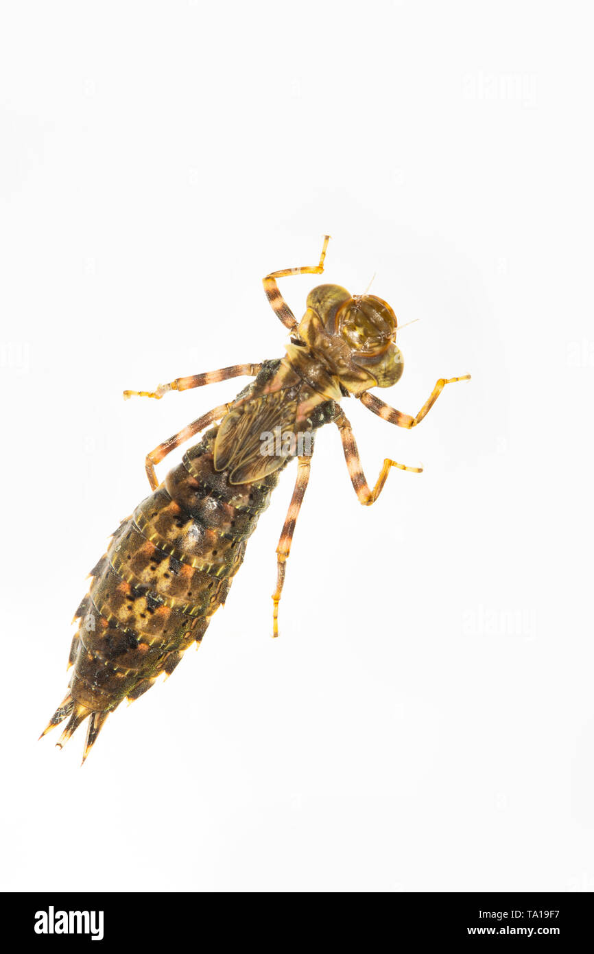 A dragonfly nymph, or larva, found in the Dorset Stour river and photographed on a white background. It appears to match the description for the Brown Stock Photo