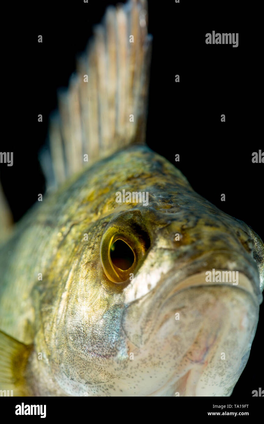 A perch, Perca fluviatilis, showing head and facial features photographed on a black background. The perch is classed as coarse fish in the UK and is  Stock Photo