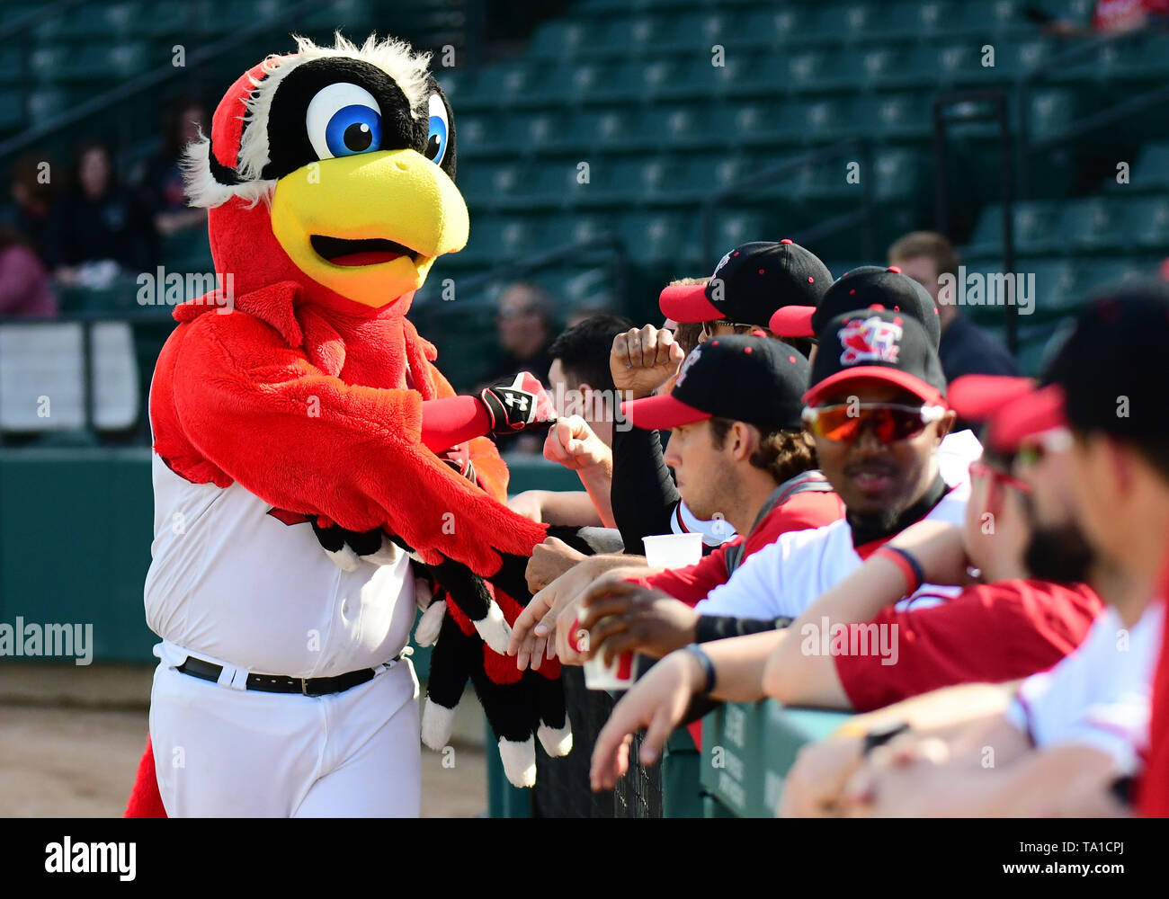 Milb mascot hires stock photography and images Alamy
