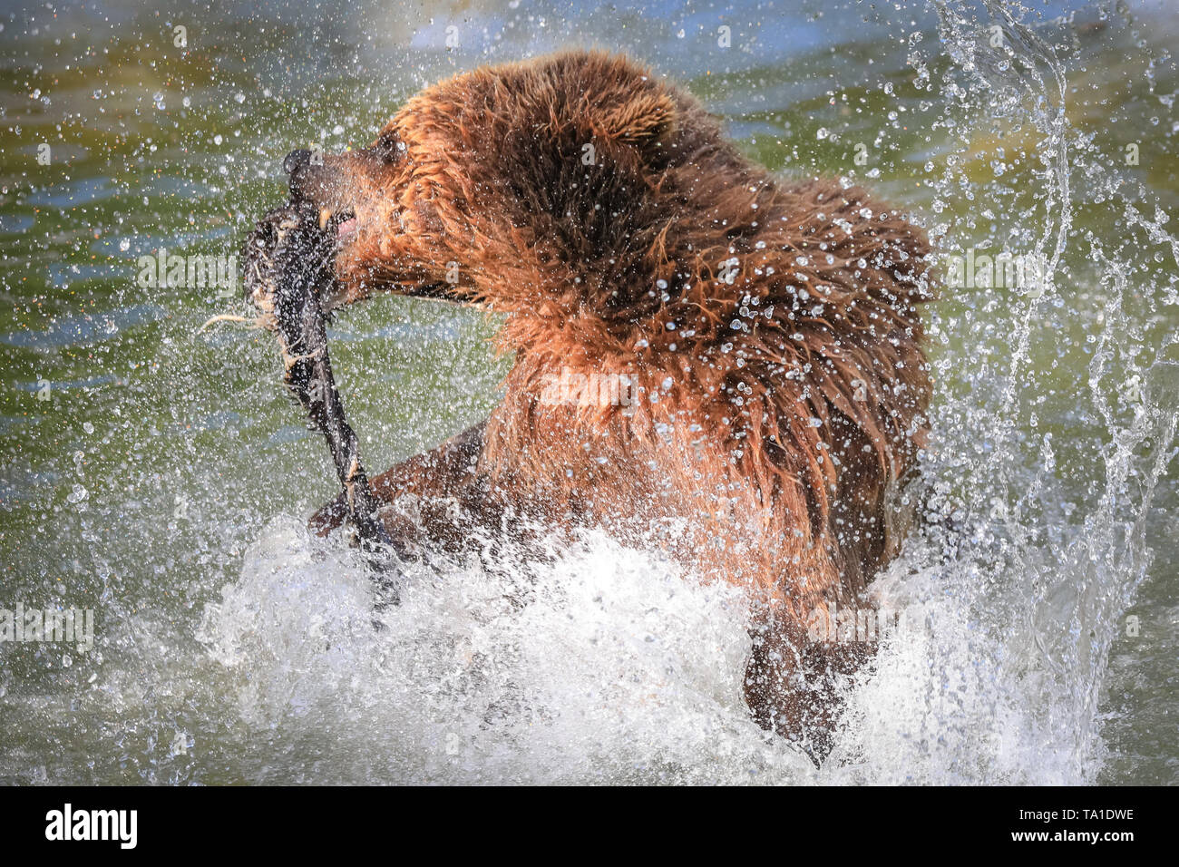 Whipsnade, UK, 21st May 2019. Eurasian brown bear lady 'Cinderella', one of three female brown bears resident at ZSL Whipsnade Zoo, has lots of fun splashing about with enrichment balls, coconuts and a rag and animal skin in the enclosure's pool whilst enjoying the warm afternoon sunshine in the South East. Credit: Imageplotter/Alamy Live News Stock Photo