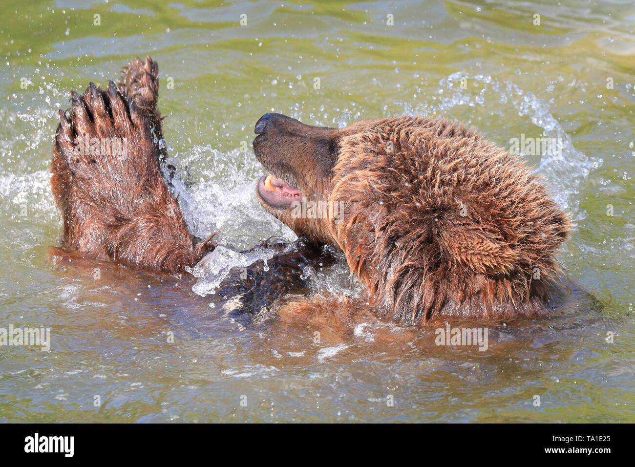 Whipsnade, UK, 21st May 2019. Eurasian brown bear lady 'Cinderella', one of three female brown bears resident at ZSL Whipsnade Zoo, has lots of fun splashing about with enrichment balls, coconuts and a rag and animal skin in the enclosure's pool whilst enjoying the warm afternoon sunshine in the South East. Credit: Imageplotter/Alamy Live News Stock Photo