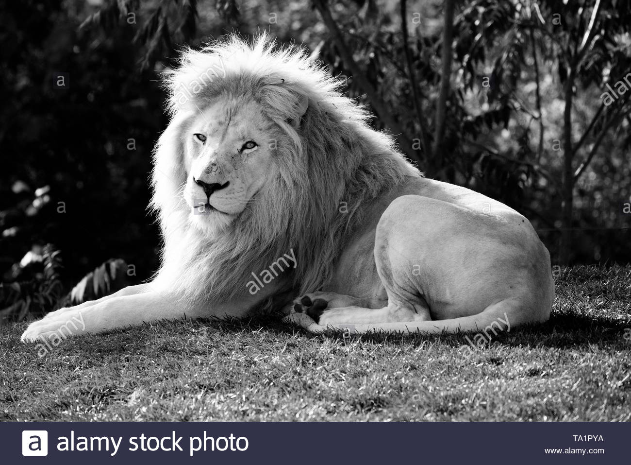 Maneater Stock Photos & Maneater Stock Images Alamy